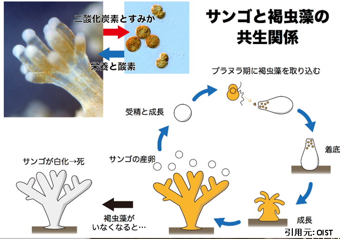 サンゴ　褐虫藻